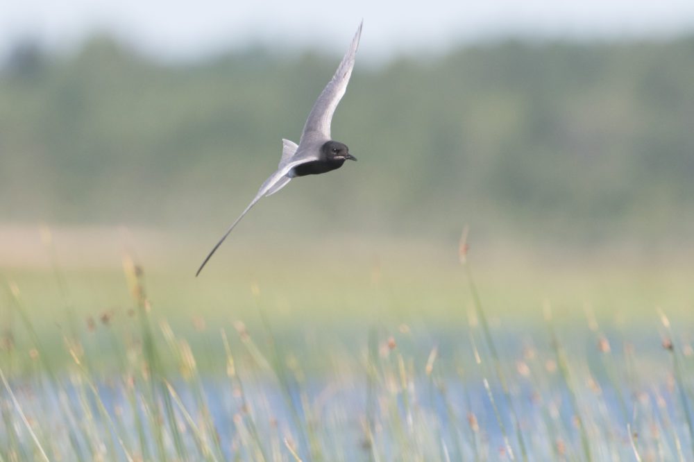 Mustatiira. Kuva: Samuli Haapasalo.