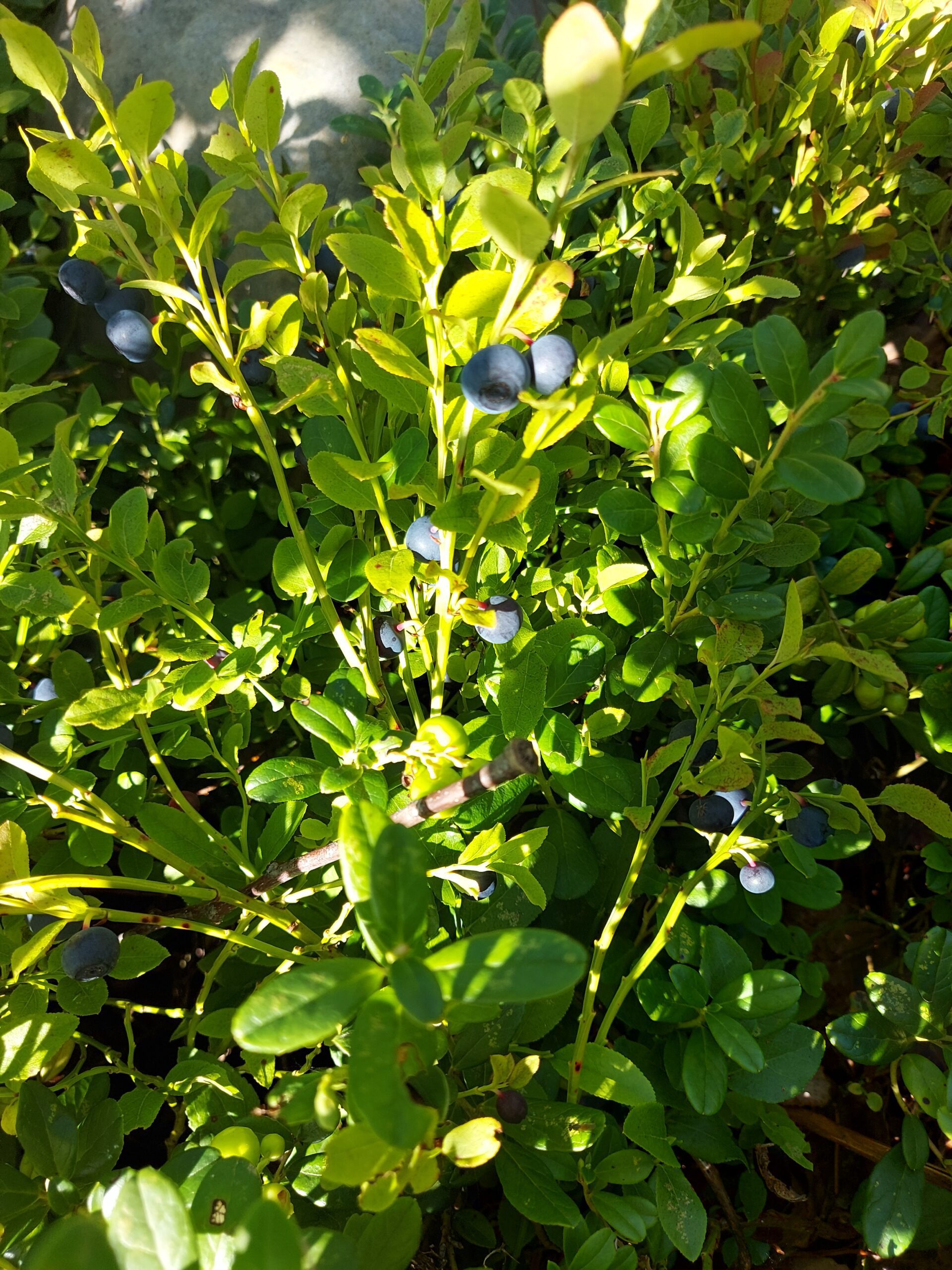 Tänä vuonna mustikka pölyttyi jonkin verran tavanomaista heikommin.