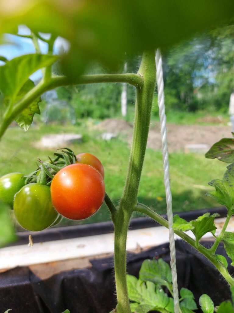 Keväällä 2022 valmistunut kasvihuone täydentää pihaa. Puoliso kasvattaa tomaatit, minä kurkut.