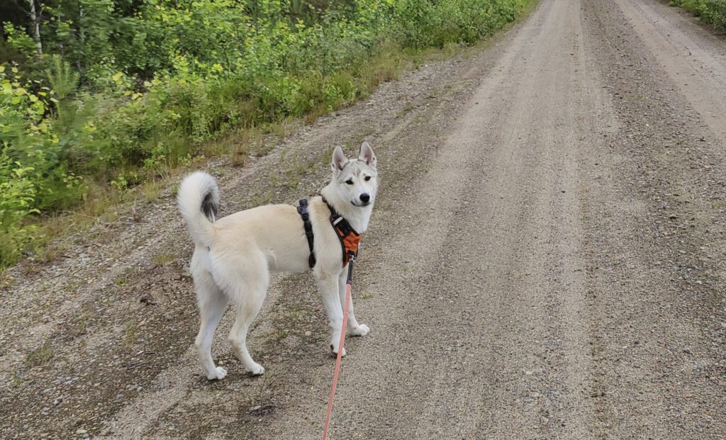 Seinäjoen alueen pieneläinten kiireellinen ensiapu järjestetään Lapuan vastaanotolla.