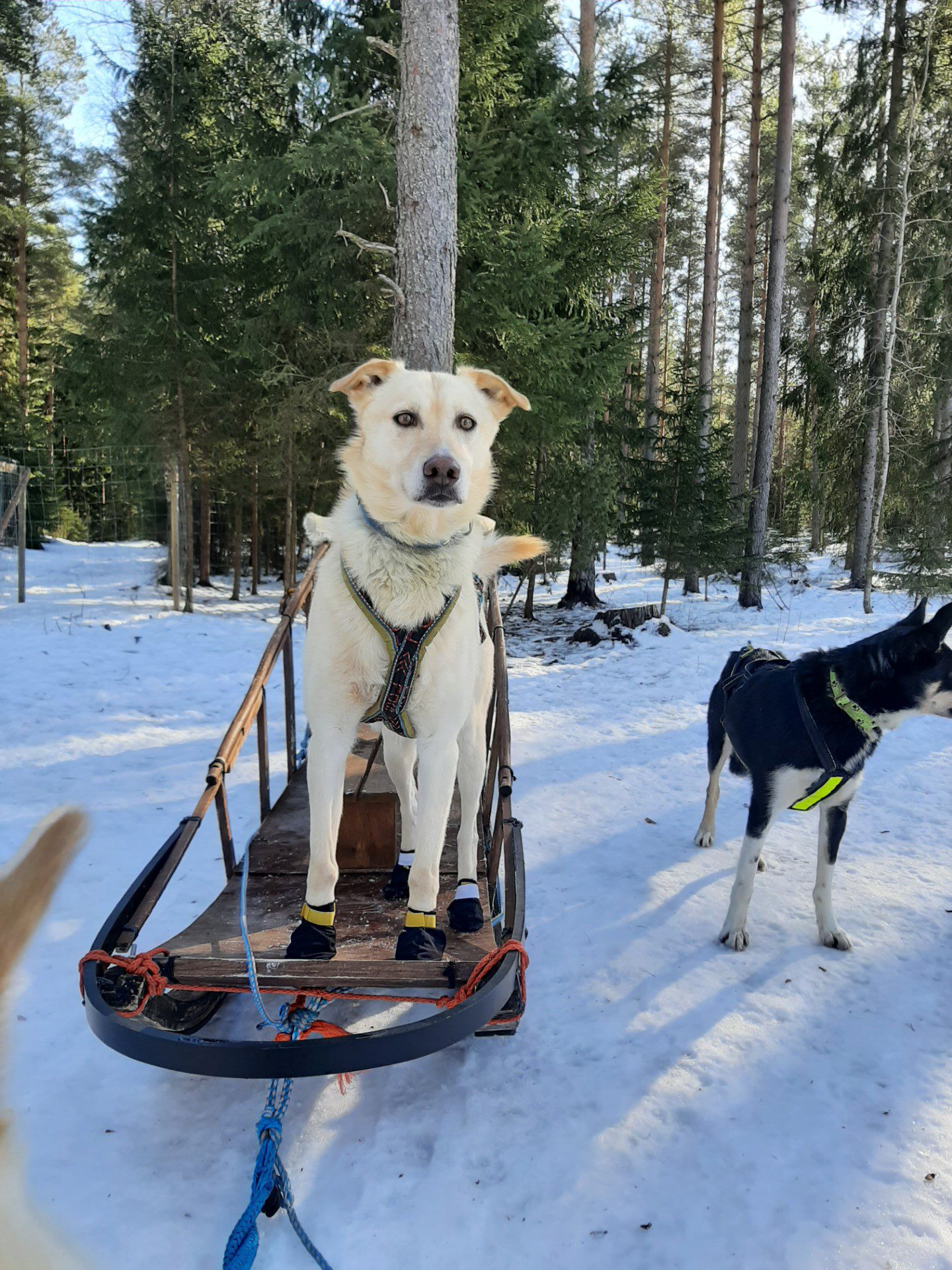 Koiravaljakkoajelu on tänä vuonna mukana ensimmäistä kertaa Talviriehassa. Reessä yksi valjakon Alaskanhuskyista. Kuva: Huskybackan.