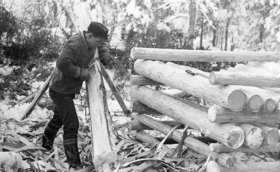 Pöllin kuorintaa. Kuva: Eero Mäkelä, Lusto, Suomen metsämuseo.