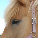 Etelä-Pohjanmaan käräjäoikeus tuomitsi 1960 syntyneen alajärveläismiehen sakkoihin eläinsuojelurikoksesta. Kuvan hevonen ei liity tapaukseen.