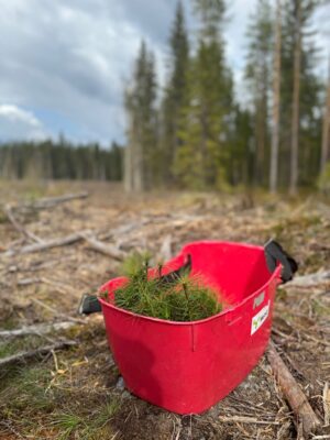 Koululaisten Metsäpäivään kuului muun muassa taimien istutusta. Kuva: Hanna Honkaniemi.