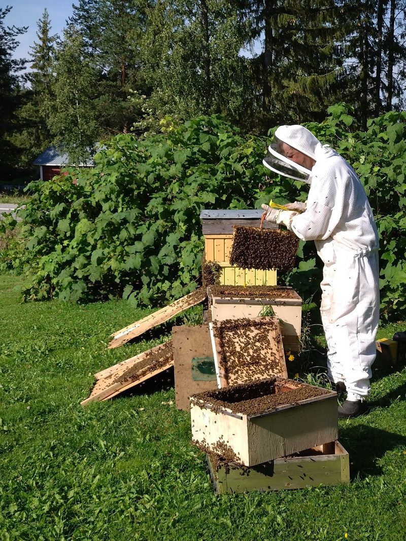 Mehiläistarhaus on mukava harrastus.
