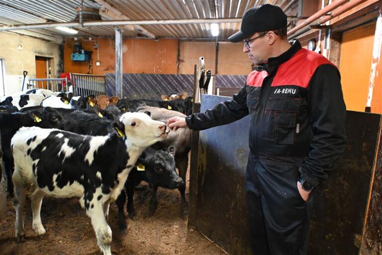 Mika Herrala kertoo Suomessa lihantuotannon olevan pienimuotoista maailmalla olevaan tehotuotantoon, jossa tiloilla on kymmeniä tuhansia, jopa satoja tuhansia eläimiä. 