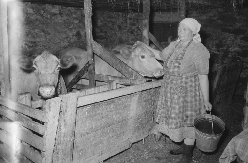 Perinneruuan ainekset on aina tuotettu lähellä. Kuva Museovirasto. Matti Poutvaara, Evijärvi 1961.