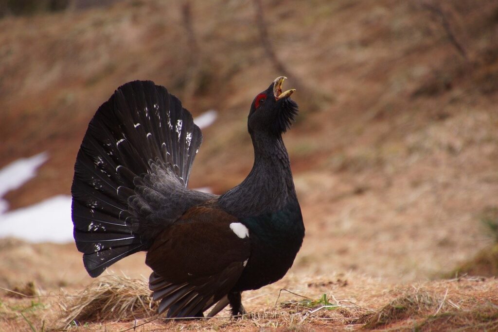 Keväisin luonnossa liikkujat saattavat kohdata poikkeuksellisen rohkean ja jopa hyökkäävän metson. Kuva: Pixabay.