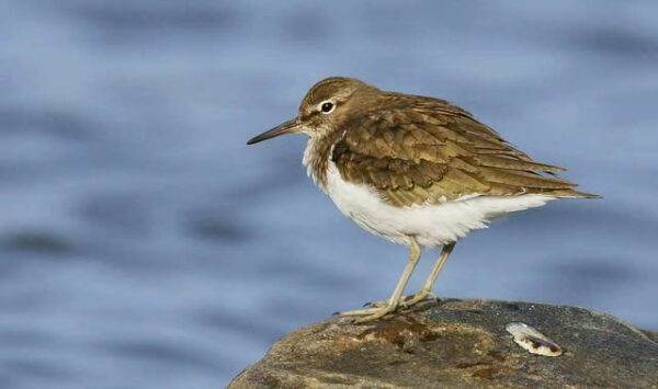 Kuvan rantasipin Ari Korpela on kuvannut Etelä-Suomessa, mutta niitä esiintyy myös Järviseudulla.
