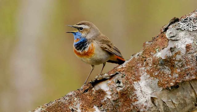 494356973 1371429337470899 356053265822701060 n (1)