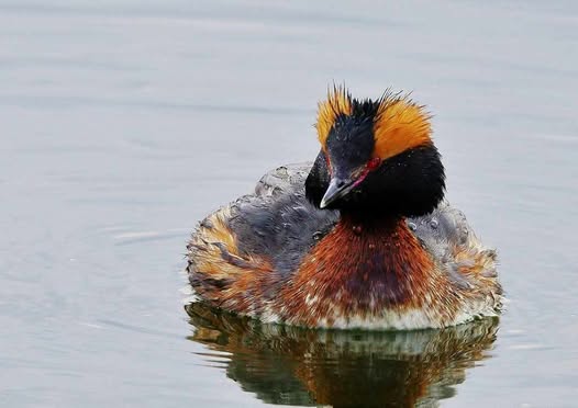 494357892 1023067222715946 5091071354752607370 n (1)