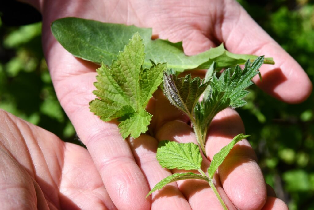 Toukokuisesta puistikosta löytyi voikukkaa, nokkosta, vadelmaa ja herukkaa, joita voi hyödyntää esimerkiksi teeaineksina.