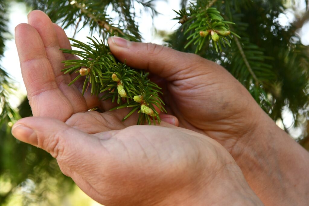 Kuusenkerkät ovat alkukesän herkku, jota voi säilöä talven varalle helposti pakastamalla. 