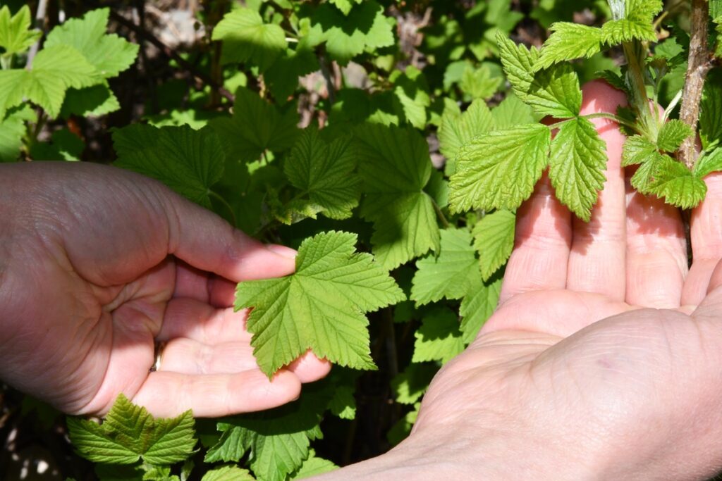 Vadelman ja herukan lehdet maistuvat kylmässä tai lämpimässä juomassa niin kesällä kuin talvellakin.