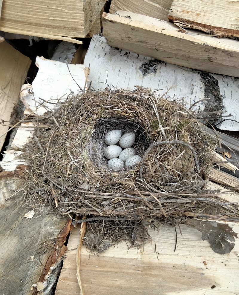Halkopinosta löytynyt västäräkin pesä munineen siirrettiin huolellisesti uuteen paikkaan lähistölle – jospa ne sen sieltä vielä löytäisivät?