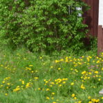 Jumalani, hiljaisuudessa minua ravitset. Rauhasi on jäänyt portailleni, yössä kostuvan heinän tähkään." Niilo Rauhala