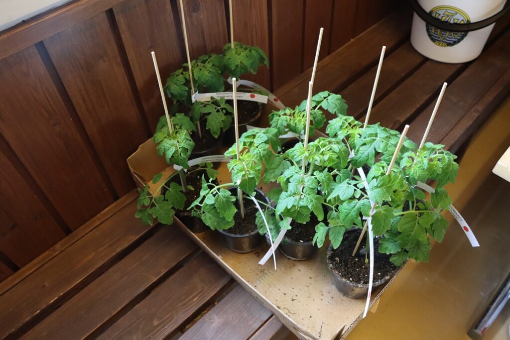 Jokaiselle kompassiviestiin osallistuneelle lapselle annettiin palkinnoksi tomaatin taimi. Taimet kilpailuun tarjosi Luoman puutarha. Takana olevia KJV:n logolla varustettuja ämpäreitä jaettiin kaikille aikuisten sarjaan osallistuneille.