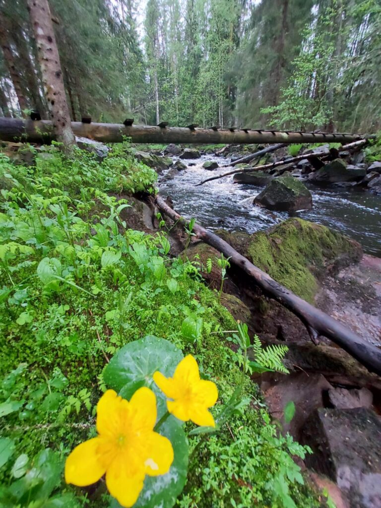 Viileyttä, hiljaisuutta, rauhaa ja pimeyttä – onko Järviseudun matkailun tulevaisuus hyvinvointimatkailussa? Kuva Vimpelin Sahamyllynkoskelta.
