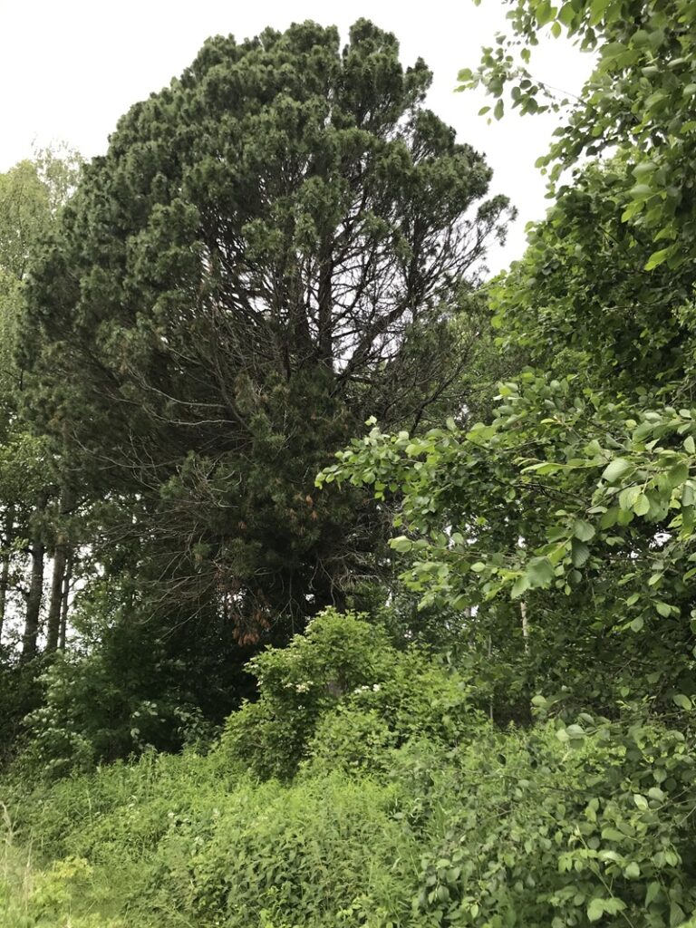 Js kyrönniemi sembra