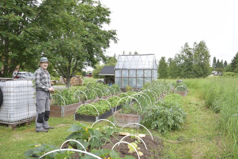 Antero Räsäsen viljelykset kasvavat kurpitsoita lukuun ottamatta kasvulavoilla. Kasvulavojen päälle taivutetut kaaret ovat harsoa ja verkkoa varten.