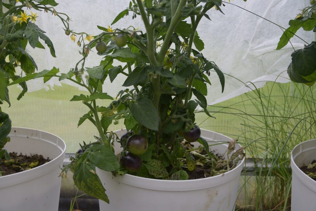 Kuva 7 violetti tomaatti