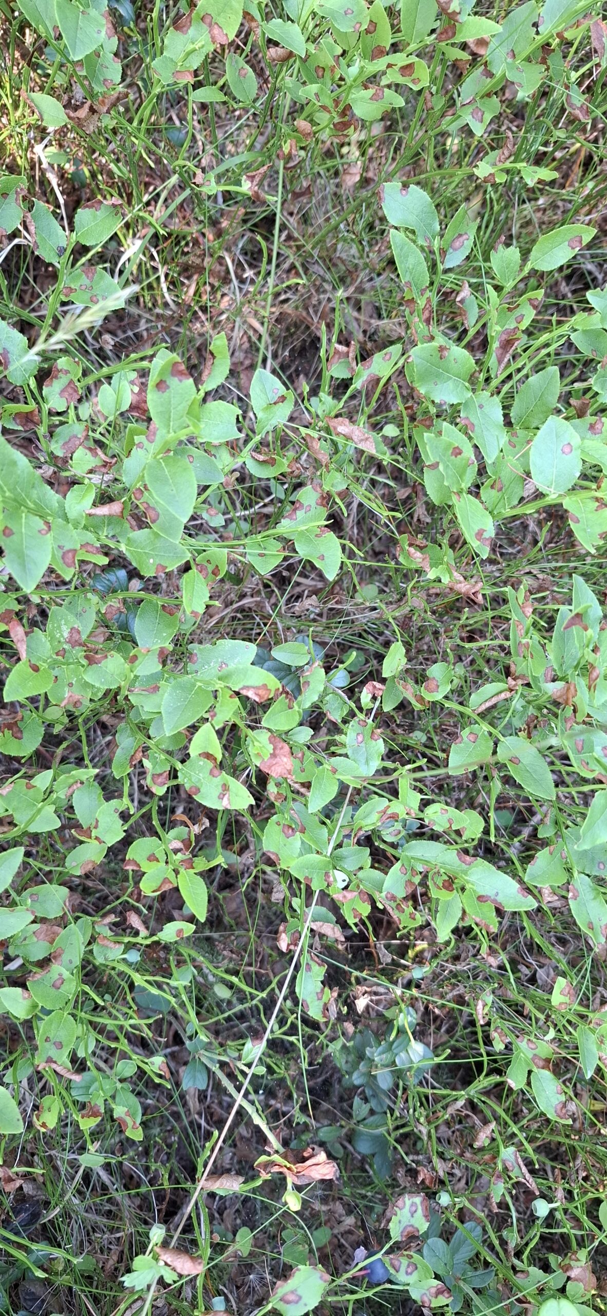 Mustikanlaikkupikaritauti2