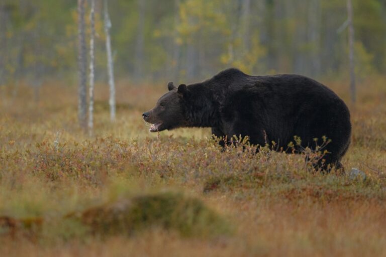 Brown bear nature habitat finland