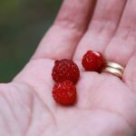 Onko meillä uskoa edes sinapinsiemenen verran, kysyy Miia Laitinen Viikon sanassa. Tai mansikansiemenen verran?