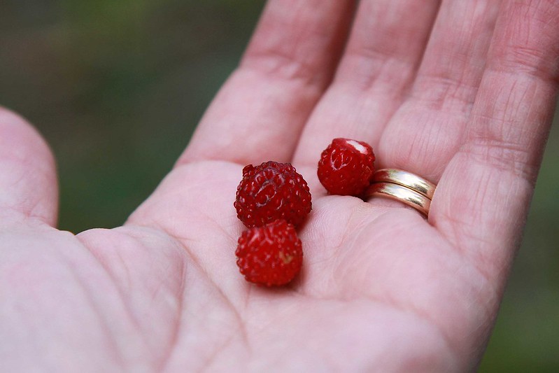 Onko meillä uskoa edes sinapinsiemenen verran, kysyy Miia Laitinen Viikon sanassa. Tai mansikansiemenen verran?
