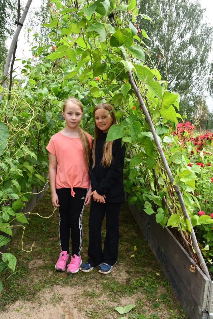 Leena Franssila-Karvinen palmikoi sipulit yhteen kuivattamista varten. Markku Keski-Mäenpää (vas.), Soili Ylönen, Sini Nygärd, Elsi Mäki ja Aatos Ojajärvi seurasivat tapahtumaa.