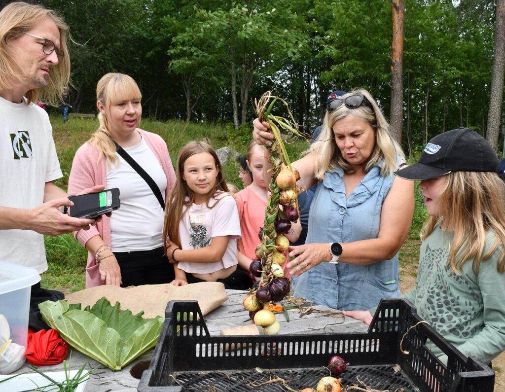 Leena Franssila-Karvinen palmikoi sipulit yhteen kuivattamista varten. Markku Keski-Mäenpää (vas.), Soili Ylönen, Sini Nygärd, Elsi Mäki ja Aatos Ojajärvi seurasivat tapahtumaa.