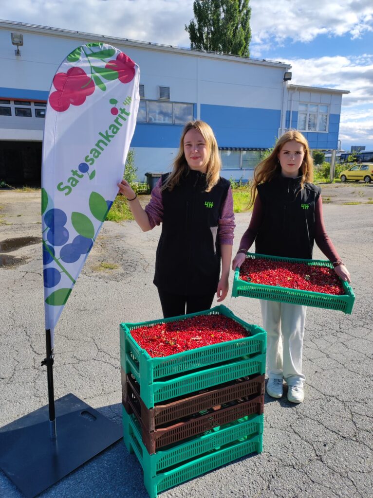 Anu Peltokangas (vas.) ja Hertta Hietanen ottivat ensimmäisenä ostopäivänä Vimpelissä puolukkaa vastaan noin 300 kiloa. 