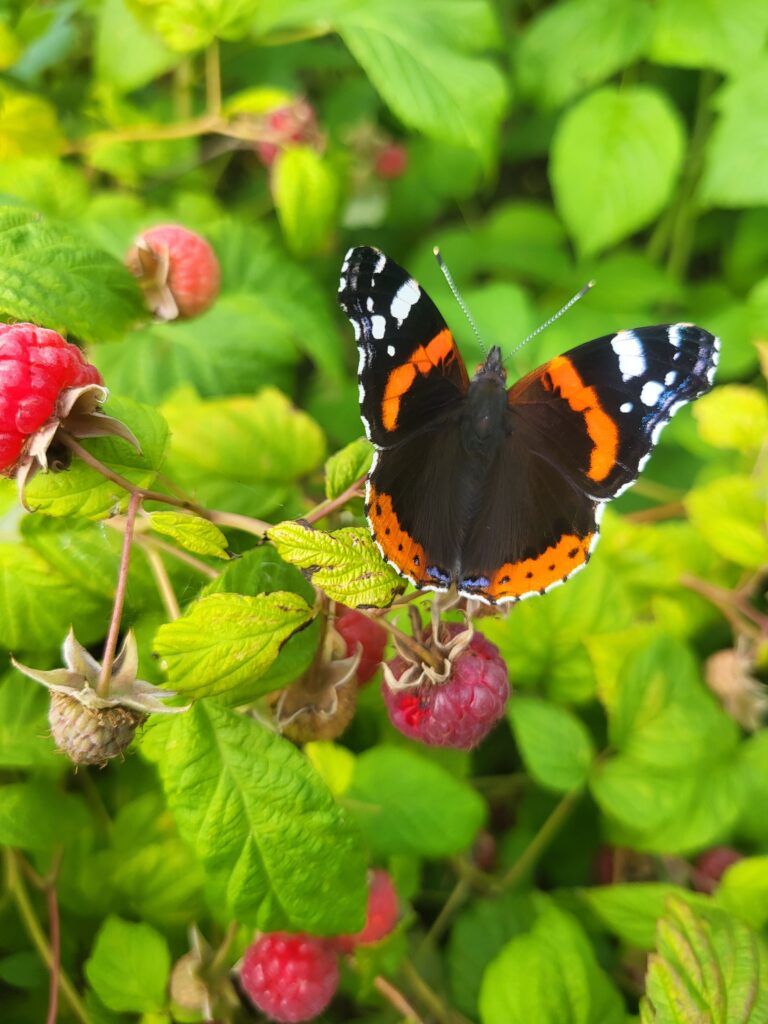 Eipä tarvinnut poimia vadelmiakaan ihan yksinään. Perhonen