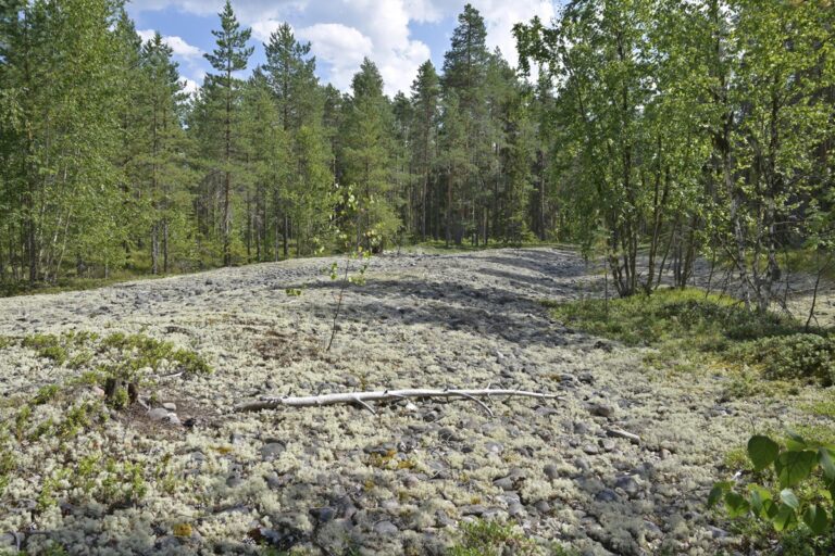 Lainekallion pinnanmuodot näkyvät selvästi muodostelman reunalta. Pirunpellolla kävelyä tulee välttää jäkälän kulumisen vuoksi.