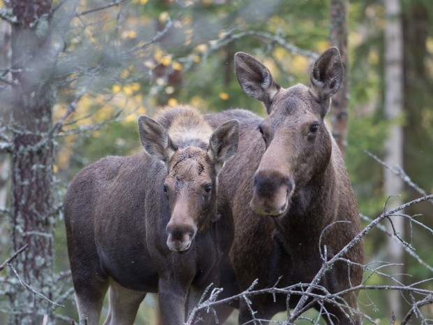 Hirvilupien määrä nousi Järvi-Pohjanmaalla, valkohäntäpeuran pyyntilupia myönnettiin vähemmän. Kuva: Suomen Riistakeskus.