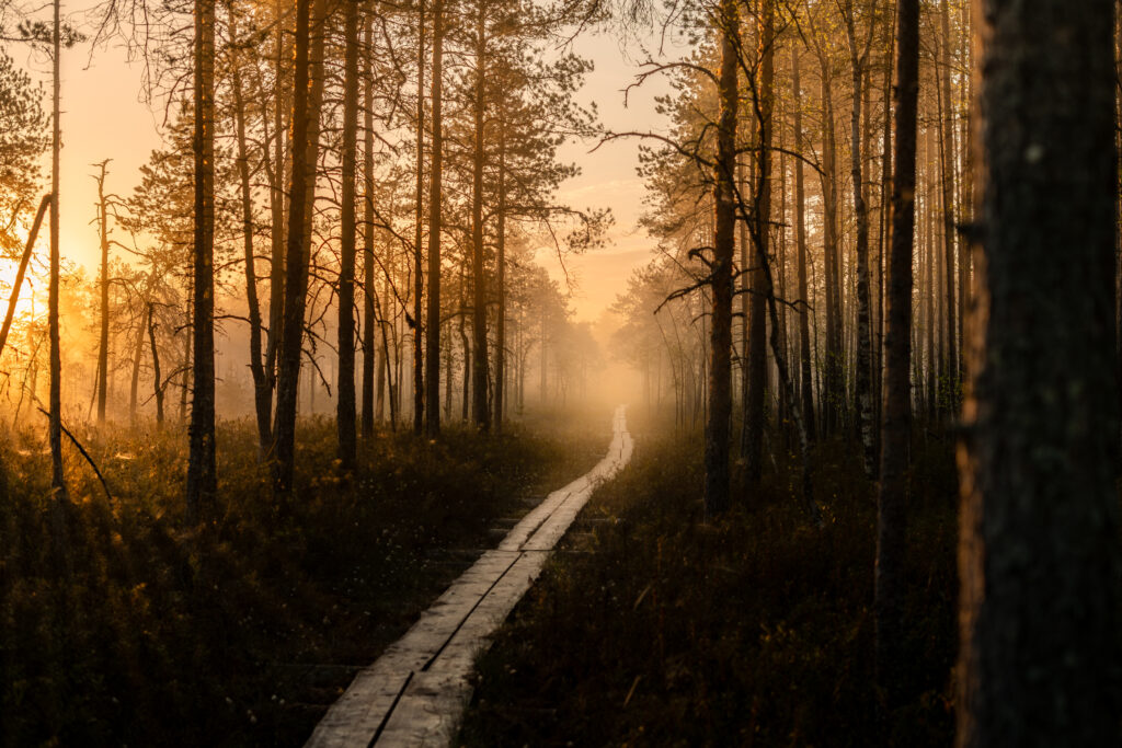 Arttuniemi aikuiset1