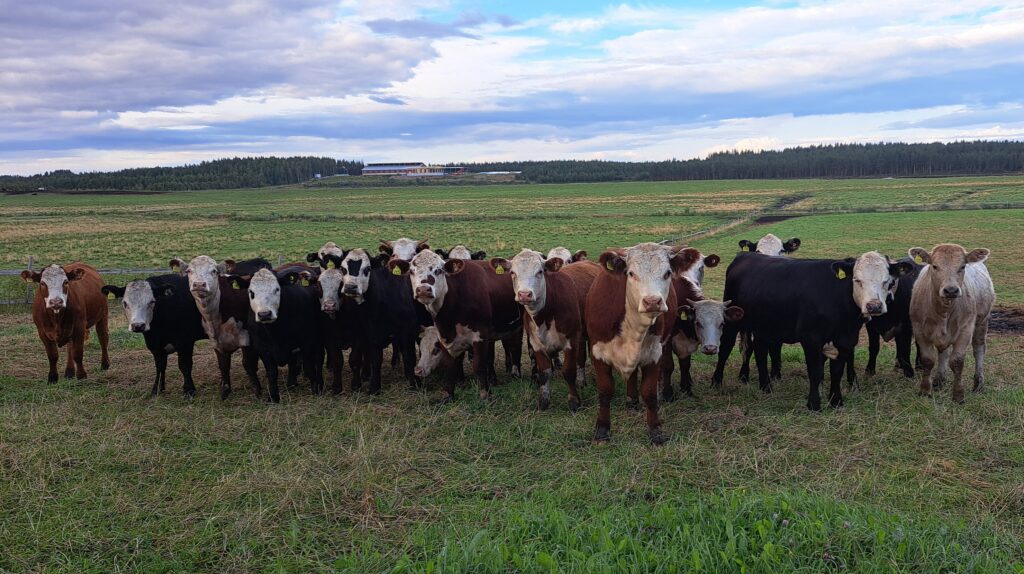 Johannaahopelto aikuiset2