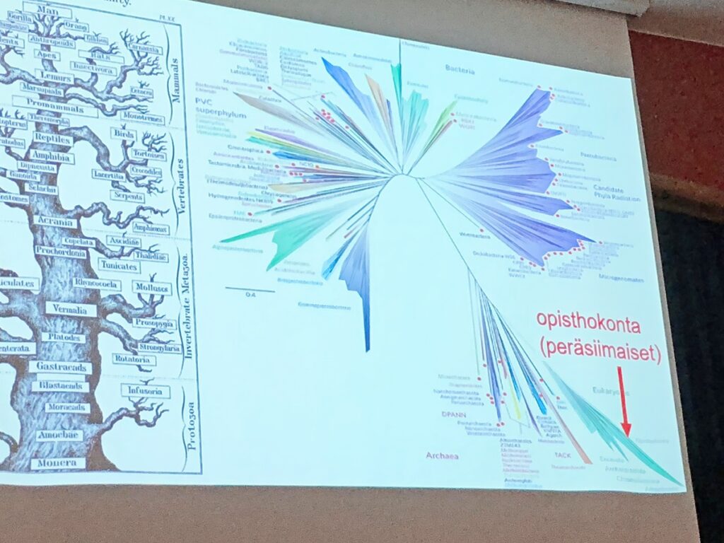 Kuva 4 peräsiimaiset 1