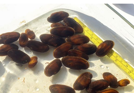 Etelä-Pohjanmaan ELY-keskus istuttaa uhanalaisia jokihelmisimpukoita, eli raakkuja, Ähtävänjokeen.