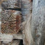 Tuulitukka ketomäki regina (1)