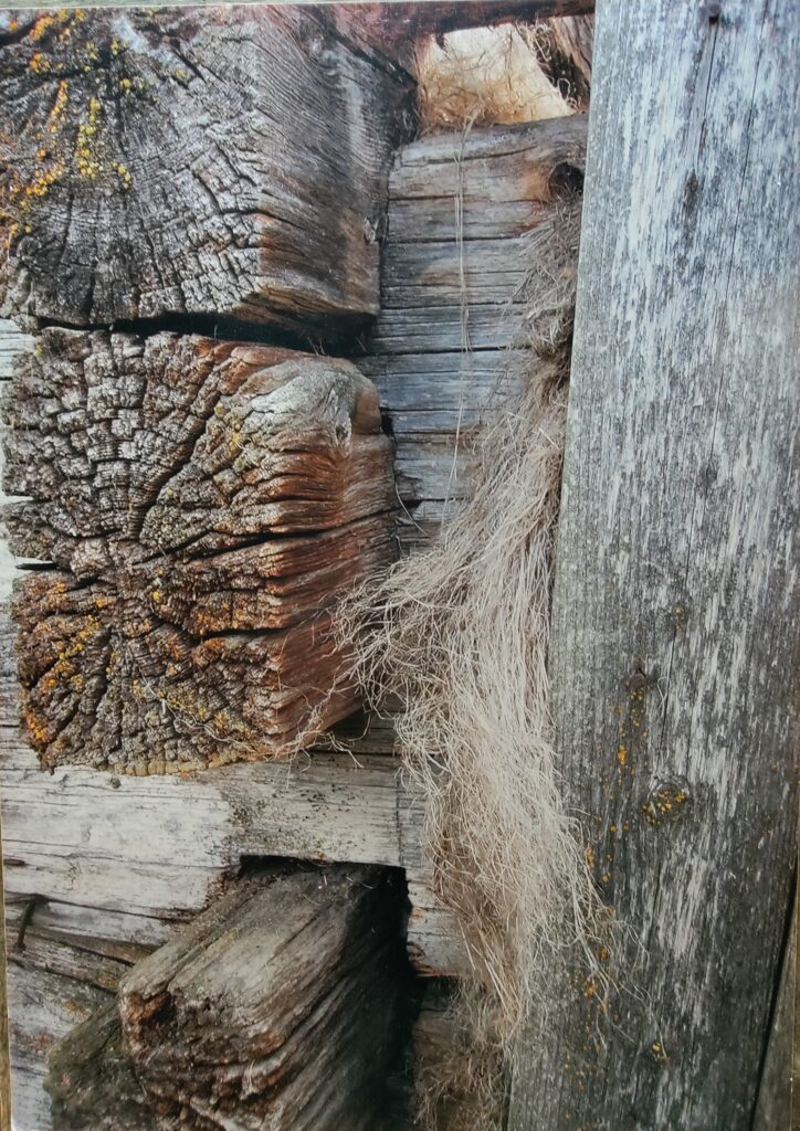 Tuulitukka ketomäki regina (1)