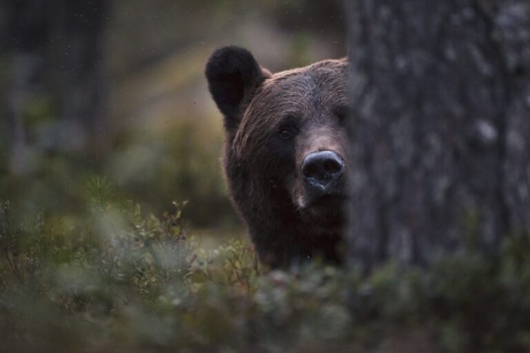 Karhu ville heikkinen vastavalo 970x647