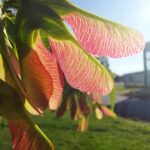 jokainen hetki tuntuu varastetulta, kuin se olisi napattu jostain entisestä, rauhallisesta kesästä, jota ei enää ole, kirjoittaa Svitlana Zubenko Ukrainan kesästä.