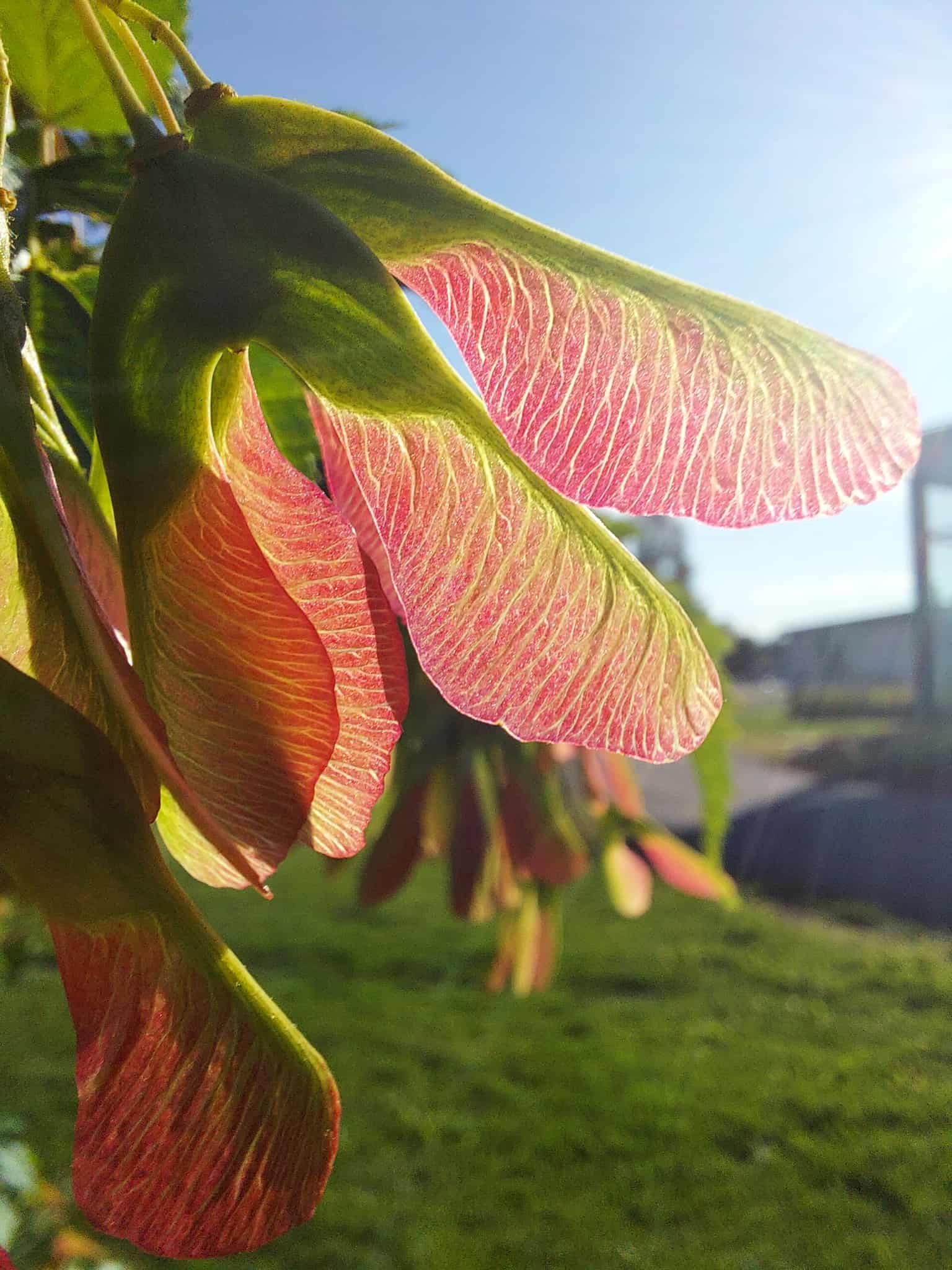 jokainen hetki tuntuu varastetulta, kuin se olisi napattu jostain entisestä, rauhallisesta kesästä, jota ei enää ole, kirjoittaa Svitlana Zubenko Ukrainan kesästä.