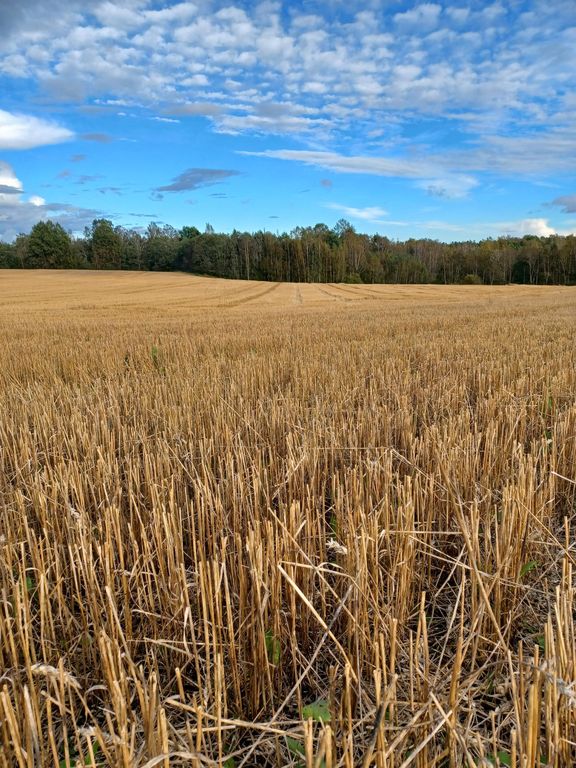 Kevätviljoista kauran ja vehnän sadot ovat keskimääräisiä tai keskimääräistä parempia. Sari Peltonen ProAgria