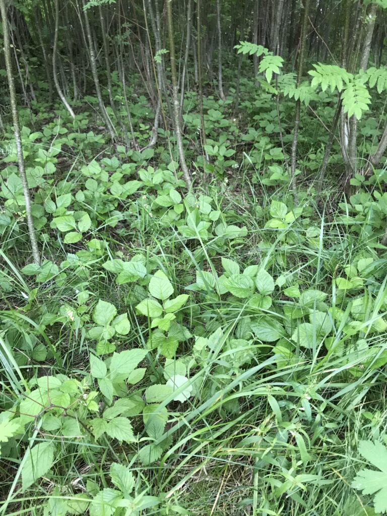 Js ukonniemi lillukka