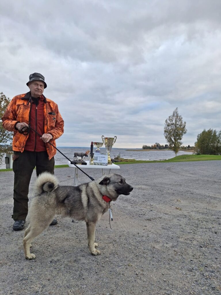 Markku Mäen omistaja norjan harmaahirvikoirauros Havulan Franco keräsi mestaruuskisan pytyt. Kuva: Sirpa Pessinen.