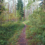 Särkikylän kosteikolla patikoidaan kellojen siirtämisen merkeissä. Kuvituskuva arkistosta.