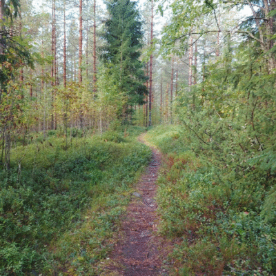Särkikylän kosteikolla patikoidaan kellojen siirtämisen merkeissä. Kuvituskuva arkistosta.