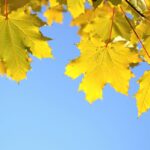 Luovuttamisesta syntyy ruskan väriloisto, kirjoittaa Leena Kataja Viikon sanassa. Kuva: Freepik.